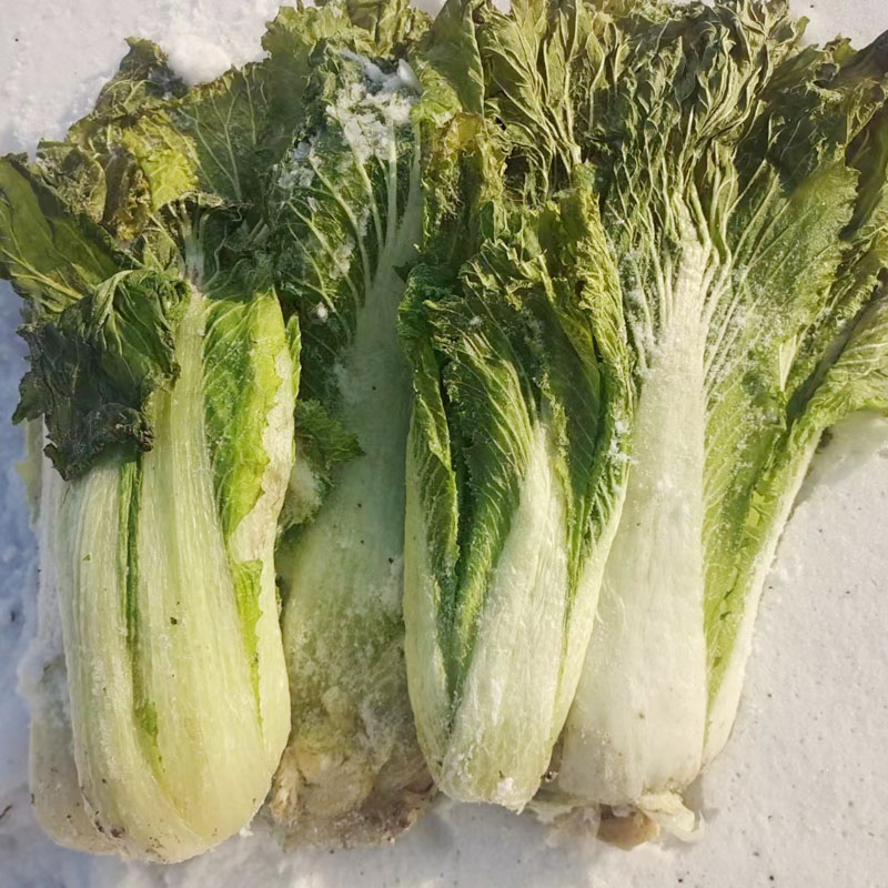 东北特产正宗农家新鲜大白菜冻白菜趴了棵冻菜蘸酱菜冻干白菜冬菜
