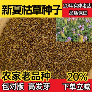 散裝 種植 夏枯草種子中藥材白毛夏枯草種籽子花草種子盆栽庭院四季