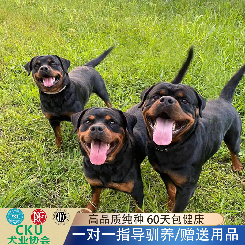 罗威纳幼犬卫犬护主犬防暴犬大型犬警犬大头德系活体纯种罗威那护
