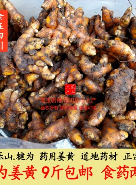四川犍为新鲜姜黄 药用姜黄 道地食药材 非生姜 天然染色剂 黄姜