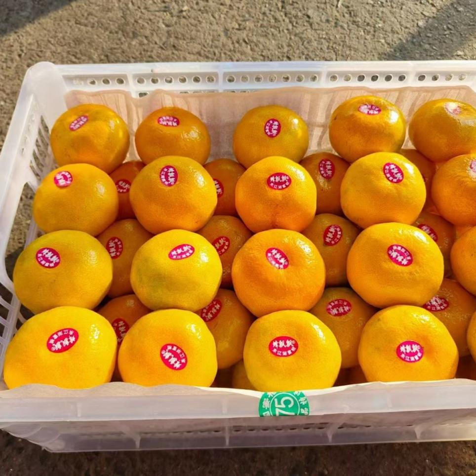 蜂飘飘蜜桔新鲜橘子水果密橘当季无籽青皮柑桔10斤桔子孕妇