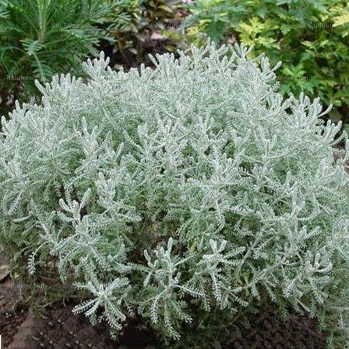 银香菊耐寒耐热庭院观叶植物美观