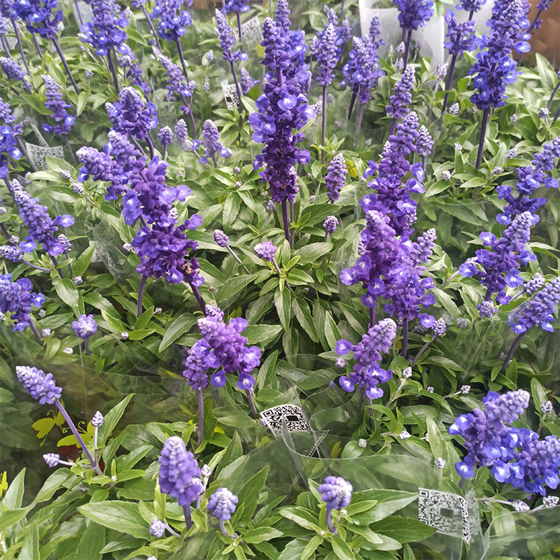 蓝花鼠尾草盆栽宿根草本双色鼠尾草庭院阳台花卉花草植物
