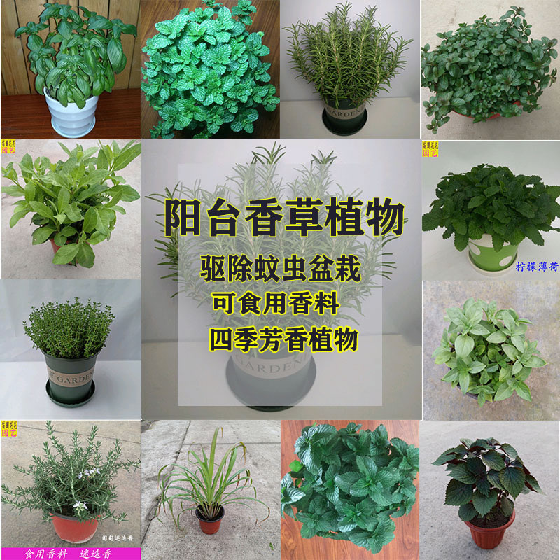 迷迭香盆栽薄荷食用香草植物西餐料理阳台气味芳香甜罗勒九层塔 鲜花速递/花卉仿真/绿植园艺 绿植 原图主图