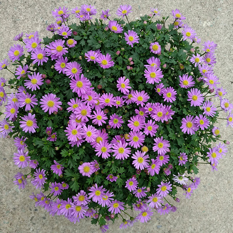 阳台绿植菊花姬小菊盆栽