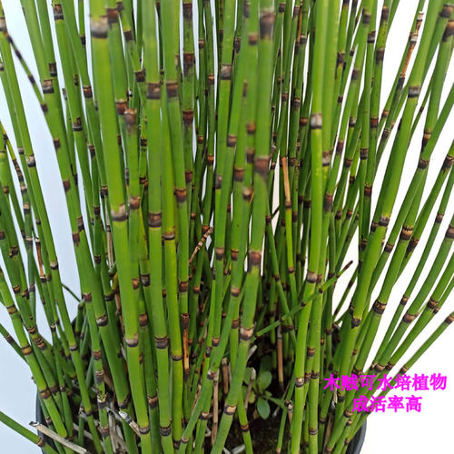 常绿木贼水生植物庭院美观
