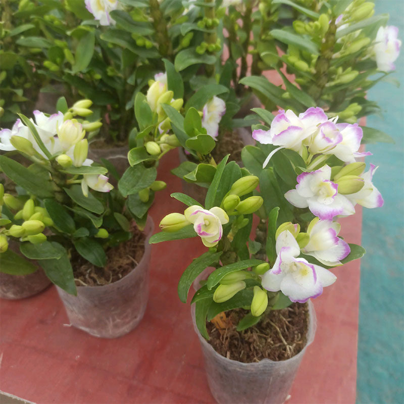春石斛兰鲜苗盆栽景室内可食用麝香石斛开花卉绿植带花苞春天开
