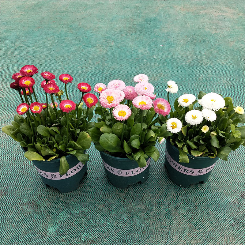 摩洛哥雏菊盆栽耐寒草本花卉小花苗阳台室外庭院植物带花苞