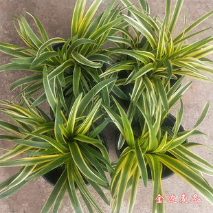 金边麦冬草苗盆栽室外庭院金宽叶耐旱耐阴花镜植物阔叶麦冬绿化生