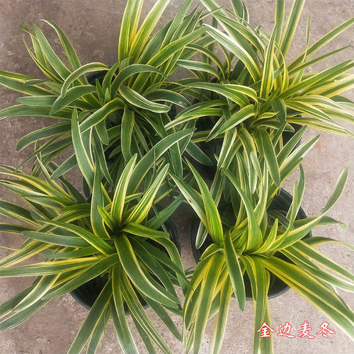 花镜金边麦冬庭院观叶金黄色叶子