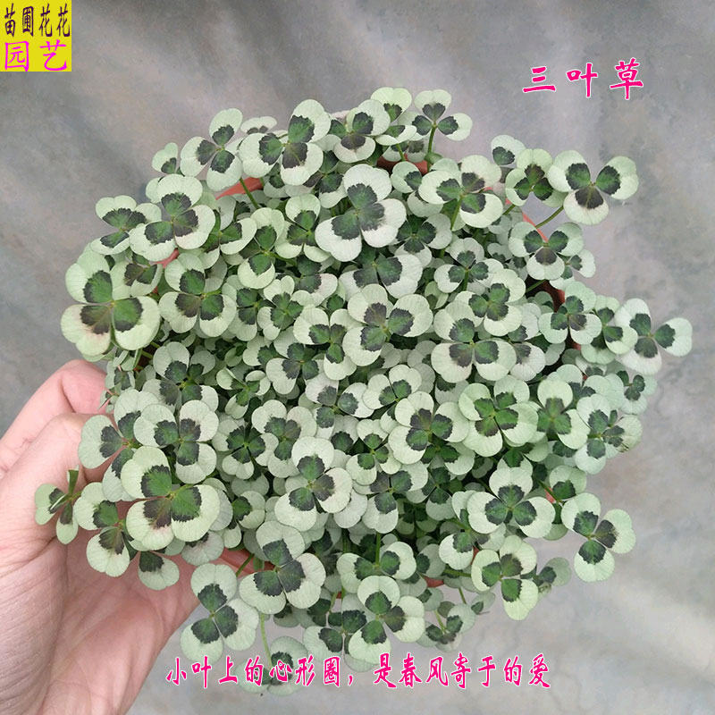 红白三叶草盆栽四季常青多年生 庭院美观植物绿植
