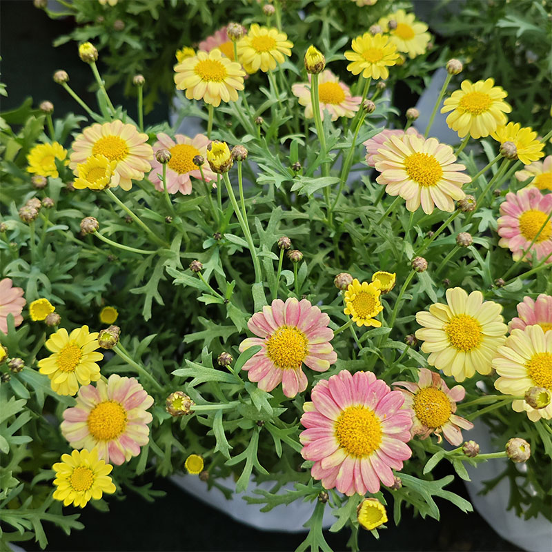 阳台白晶菊玛格丽特开花爆盆