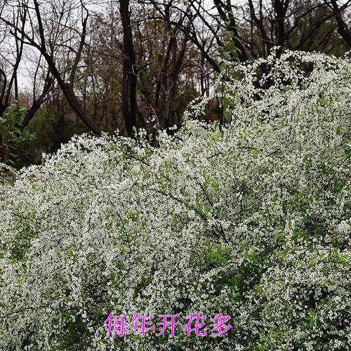 喷雪花耐寒耐热爆盆花花园阳台
