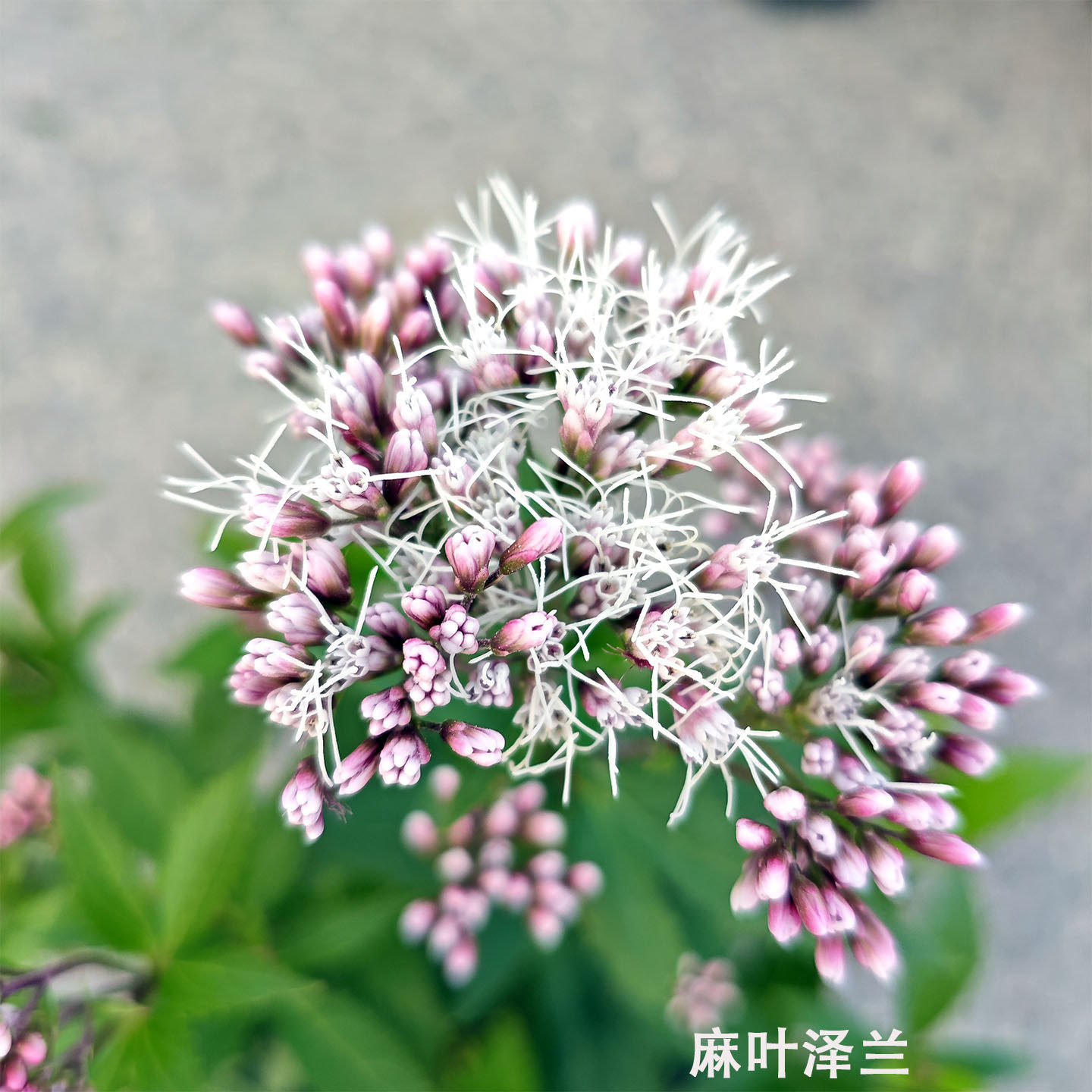 麻叶泽兰盆栽庭院花镜宿根灌木多年生耐寒耐热夏花庭院阳台大苗
