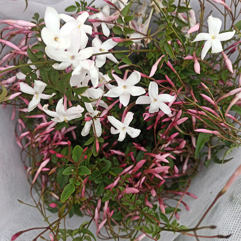 多花素馨花苗爬墙爬藤植物