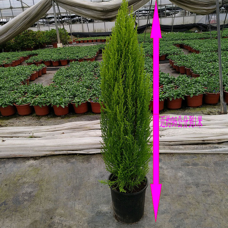 金冠柏大香松盆栽棒棒糖绿植小香松松树庭院植物常绿圣诞树苗