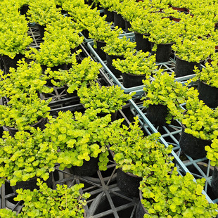 金叶过路黄盆栽地被趴地匍匐垂吊植物耐寒耐热别墅花境庭院