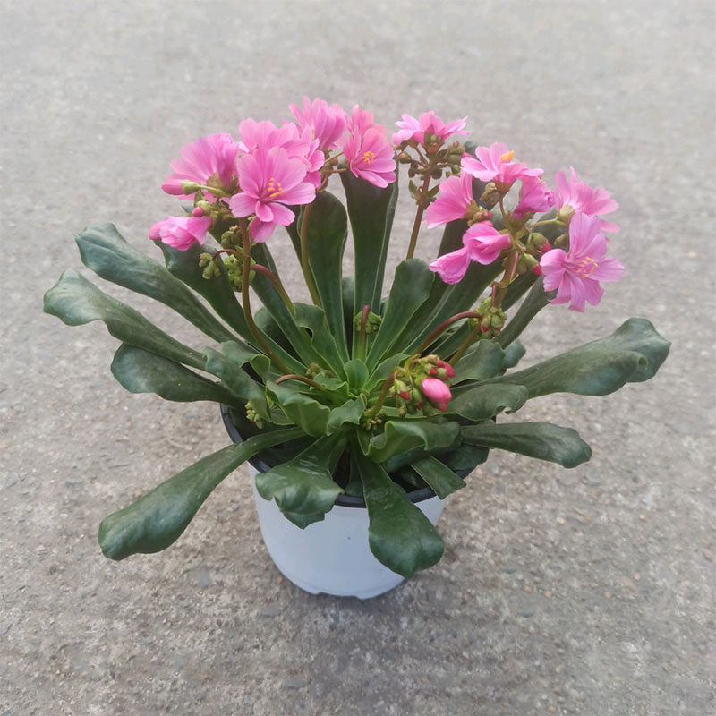 露薇花盆栽多色彩花苗种苗阳台庭院花卉绿植大苗岩生美观花卉植物