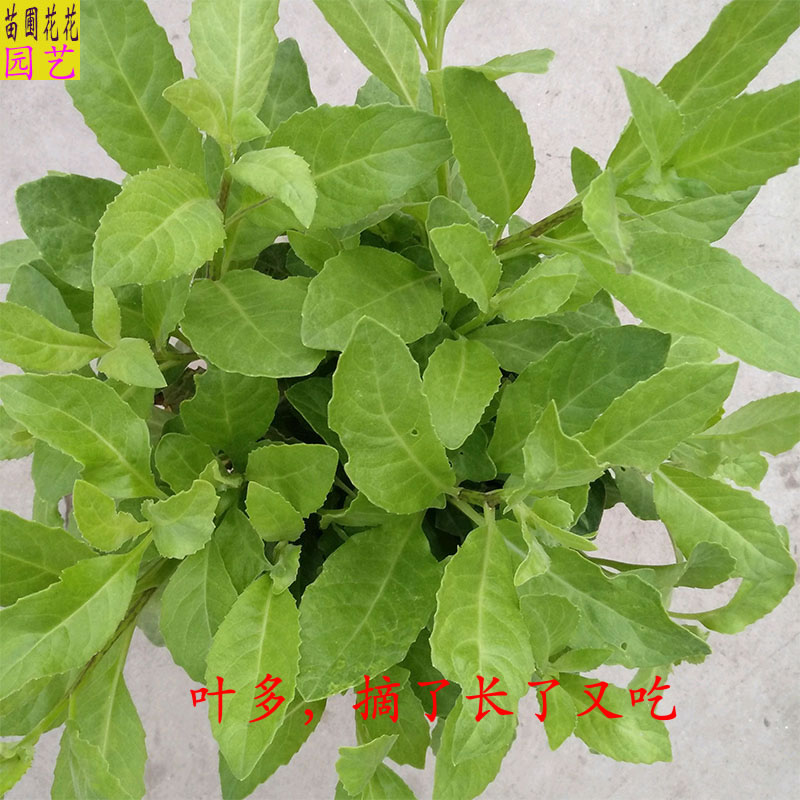 食用明月草盆栽大苗 金鸡毛草富贵菜阳台庭院绿植易种好养