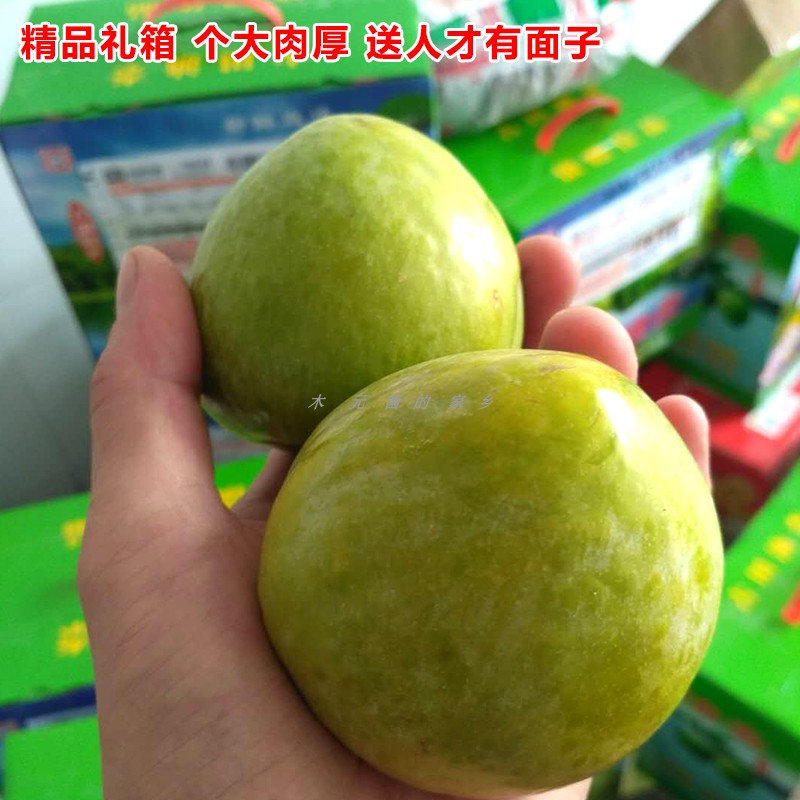特级古田油奈青布林桃形李奈李新鲜水果现摘现发李子空心脱骨李