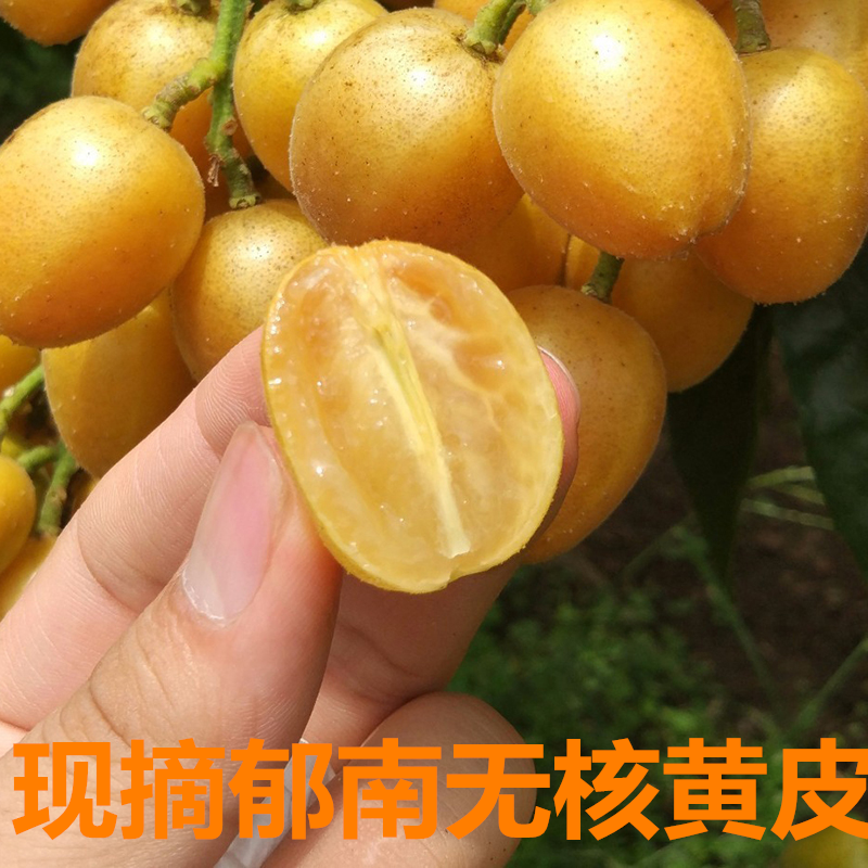 新鲜夏季正宗郁南县无核黄皮云浮水果水果鸡心孕妇鲜果顺丰包邮