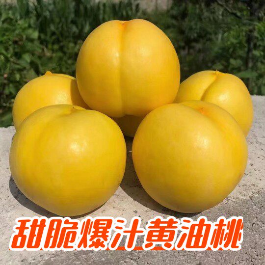 黄心油桃5斤应季桃子蒙阴新鲜水果当季水蜜桃整箱包邮甜蜜脆桃