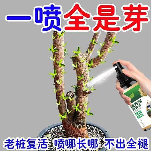 催芽剂通用营养液助力植