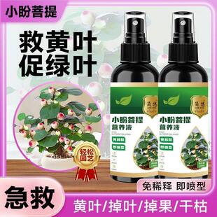 小盼菩提专用营养液催果防黄叶落果枯萎促生长免稀释菩提专用肥料