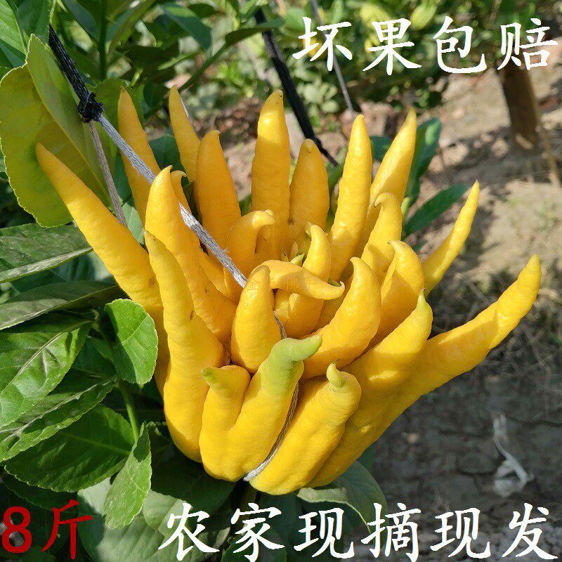 金佛手 鲜果五指柑香橼花橘膏清供佛观赏闻香摆放保健益寿泡茶 酒