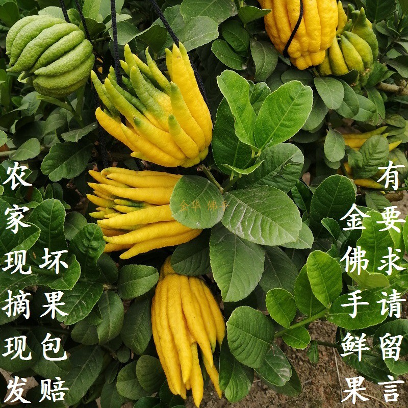 金华佛手带枝水养现摘观赏闻香