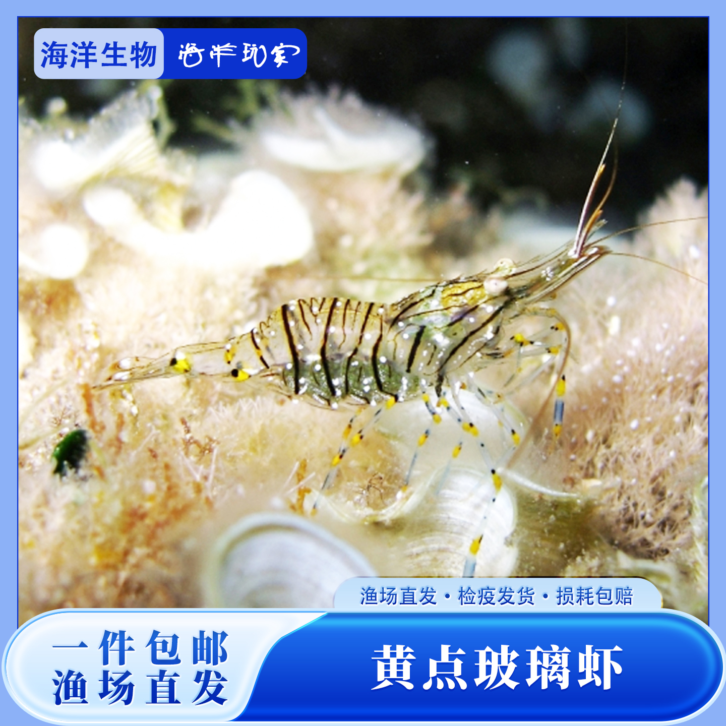 海缸吃藻虾黄点玻璃虾海洋生物