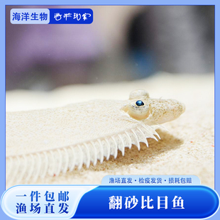 海洋生物翻砂比目鱼活体工具鱼海缸观赏海水鱼珊瑚海葵共生宠物