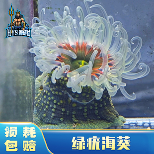 海水生物绿疣海葵活体海洋生物海缸珊瑚观赏鱼造景桌面宠物