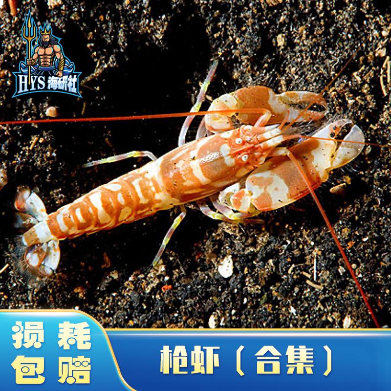 海洋生物海缸海水观赏虾鱼虾海葵虾海缸虾海缸枪虾包活