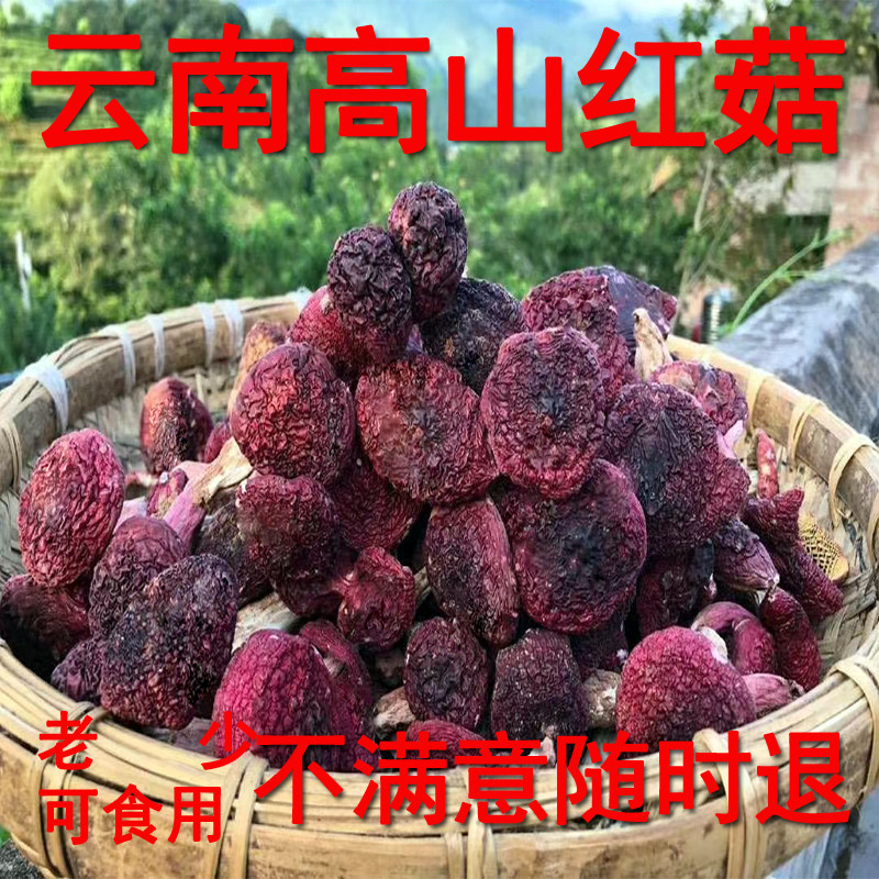 云南野生红菇干货大红菇菌菇类野生菌高山红菇云南特产送礼品