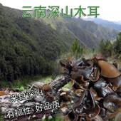 云南野生木耳干货深山特产新鲜新货晒干无硫营养黑木耳韧性强软糯