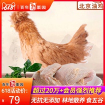 首农百年栗园 北京油鸡-童子鸡2只装 农场农家散养柴鸡土鸡走地鸡