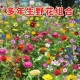 野花组合花种子室外除虫菊花种籽子四季 播种开花庭院格桑花种大全