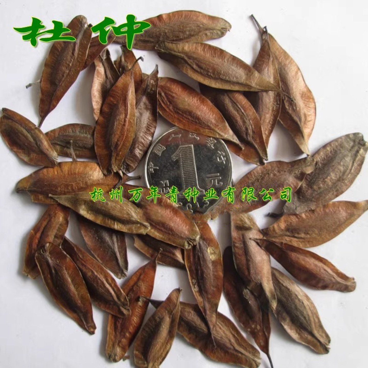 精选优质杜仲种子特价杜仲树种子新采杜仲种子中药杜仲丝棉皮胶树