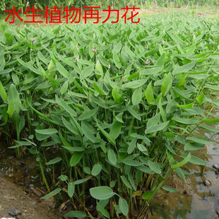 再力花种子新水生植物种子观赏芦苇草梭鱼草美人蕉种子包发芽艾草