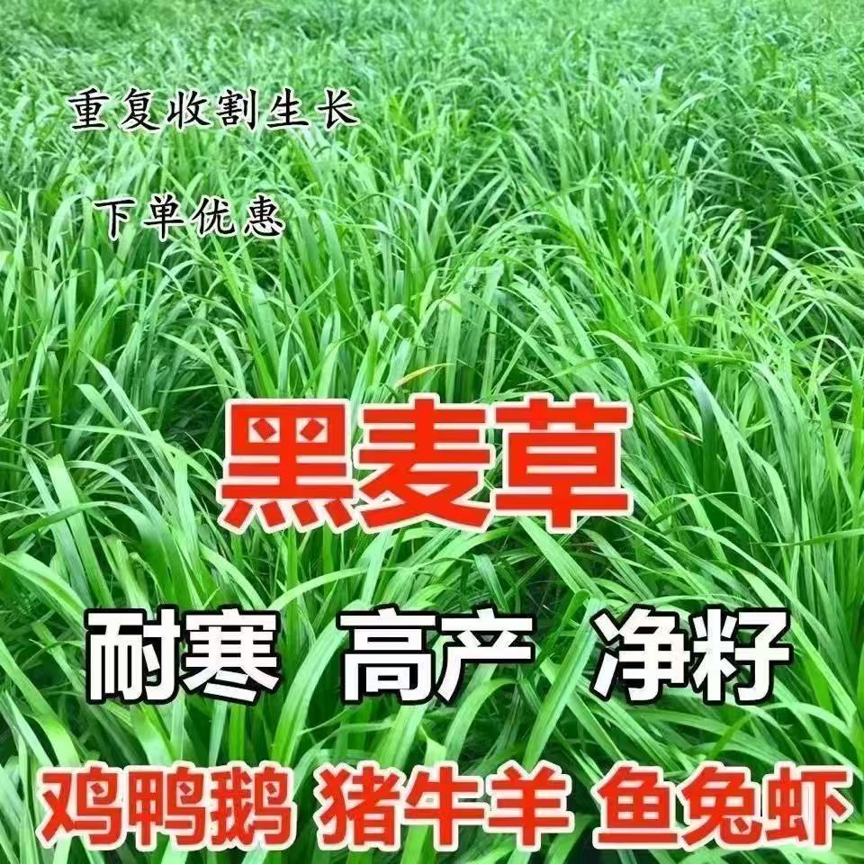 冬牧70黑麦草种子耐旱耐寒四季播高产猪牛羊鱼兔饲用牧草种子批发