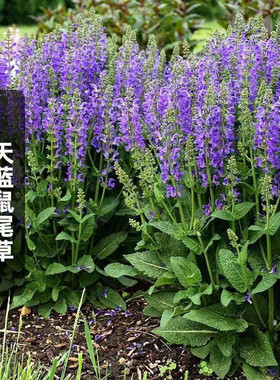 宿根紫色蓝色鼠尾草种子多年生粉萼鼠尾草阳台庭院花野花组合种子