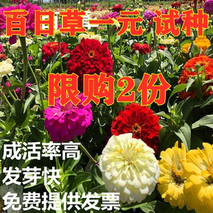 百日草种子四季播步步高花卉种子景观庭院花海重瓣百日菊花籽包邮
