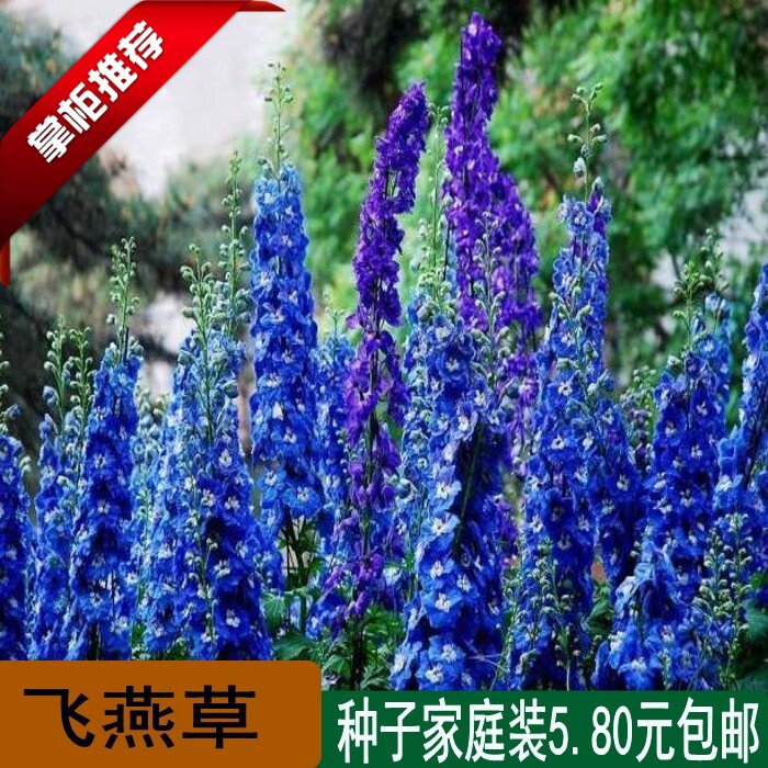 多年生景观园林四季大花飞燕草
