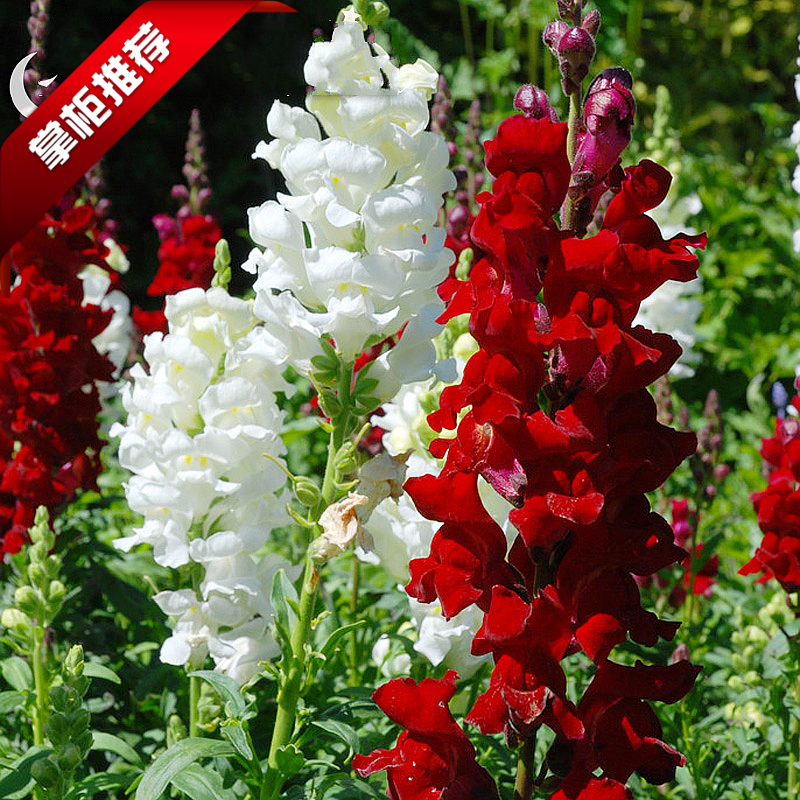 金鱼草四季庭院室内花籽重瓣易种