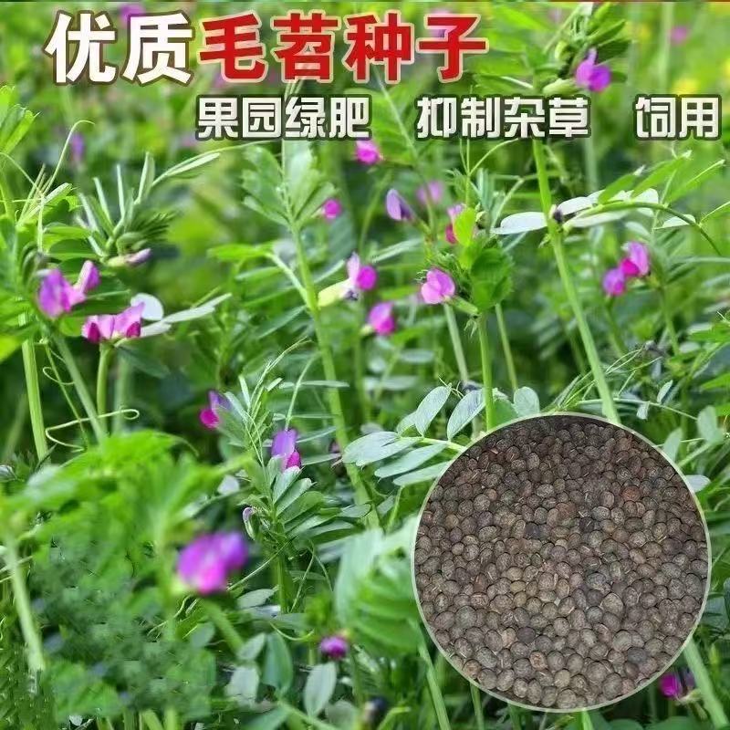 绿肥种籽毛叶苕子种长柔毛野豌豆种子果园光叶紫花苕养蜂蜜源草种