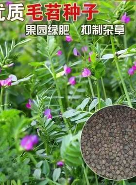 绿肥种籽毛叶苕子种长柔毛野豌豆种子果园光叶紫花苕养蜂蜜源草种