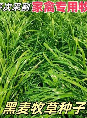 进口黑麦草种子四季常青耐寒