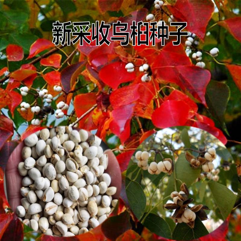 种子树苗四季乌桕树种子
