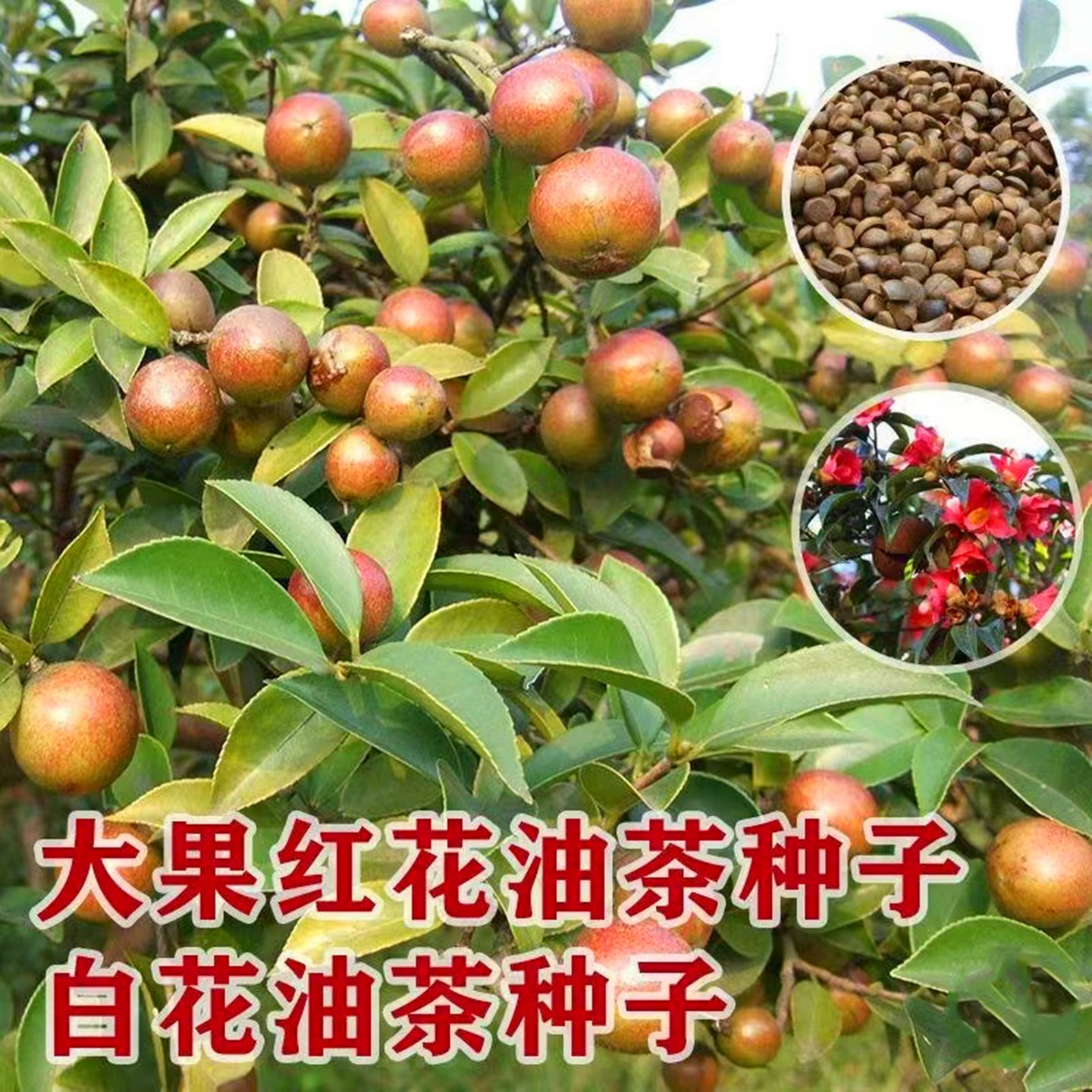 油茶种子 大果红花油茶种子 白花油茶绿化林木苗木包邮
